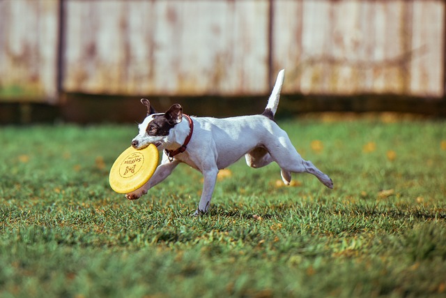 pes a frisbee