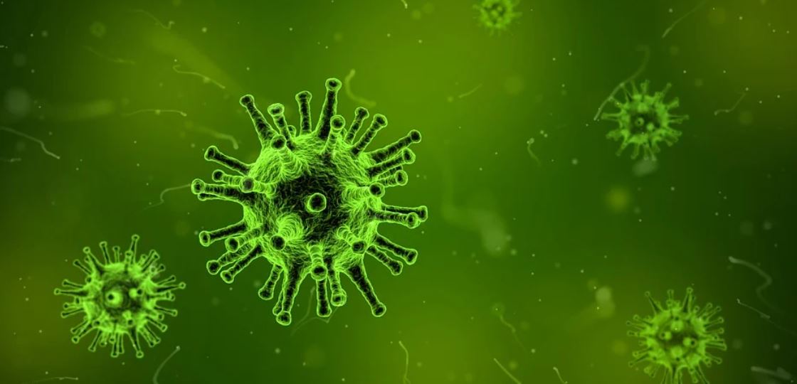 zelená bakterie